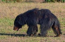 Shore Excursion Hambantota Port to Yala Safari and Come back(All Inclusive) 