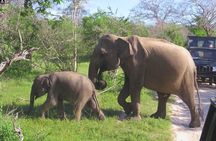 Shore Excursion Hambantota Port to Yala Safari and Come back(All Inclusive) 