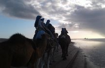 3-hour camel ride at sunset