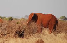 4 Days 3 Nights Mombasa, Tsavo, Amboseli Private Safari