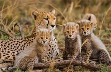 4 Days 3 Nights Mombasa, Tsavo, Amboseli Private Safari