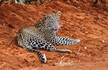 4 Days 3 Nights Mombasa, Tsavo, Amboseli Private Safari