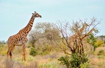 4 Days 3 Nights Mombasa, Tsavo, Amboseli Private Safari