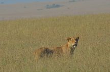 6 Days Maasai Mara/Nakuru/Amboseli Group Safari