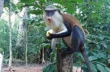 Full-Day Wli water Falls and Monkey Sanctuary Private Tour 