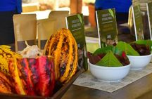 Ocean View Canopy Zip line + Chocolate Experience