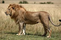  2 Days Tala Game Reserve & Natal Lion Park & Phezulu Park