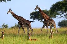 3 Days Murchison Falls - Budget 