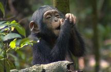 3 Days Chimpanzee tracking - Budget 
