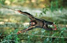 3 Days Chimpanzee tracking - Budget 