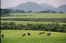 3 Days Chimpanzee tracking - Budget 