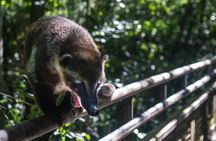 Iguazu Falls, Jungle Activities and Boat Ride from Puerto Iguazú