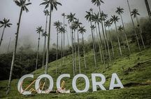 Tour Cocora Valley hummingbird circuit 