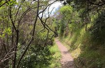 Waiheke Island Vineyards and Bush Walk