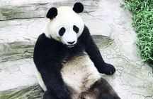 Half Day Private Chengdu Panda Center Layover Tour 