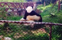 Half Day Private Chengdu Panda Center Layover Tour 