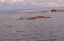 Lake Naivasha Day Trip
