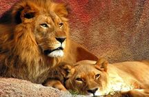 Durban: 2 Days Tala Game Reserve, Natal Lion Park & Sani Pass