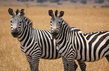 Durban: 2 Days Tala Game Reserve, Natal Park & Sani Pass