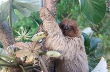 Half Day Roatan Sightseeing and Jungle Island Tour