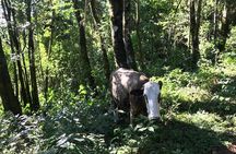 The Brazilian Switzerland - Full Day Trip on Campos do Jordão from São Paulo