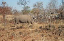 Rhino Walking Safari in the Musi Otunya National Park
