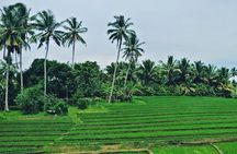 South Bali Uluwatu and Tanah Lot Temple Tour