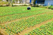 Private Half-Day Nha Trang Cultural Tour Explore Countryside Life