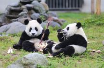 All Inclusive Chengdu Private Day Tour to Panda Breeding Base andCity Highlights