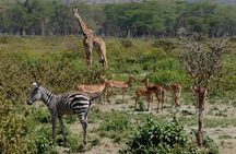 8 Days Amboseli lake Nakuru Masai Mara lake Naivasha safari