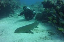 SCUBA Dive Key Largo Reef (min 6 divers)
