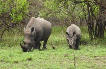 Rhino Walking Safari in the Musi Otunya National Park