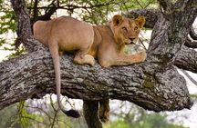 Tarangire & Ngorongoro Exclusive Safari