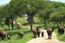 Tarangire & Ngorongoro Exclusive Safari