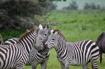 3 Days All Inclusive Zanzibar to Tarangire Ngorongoro
