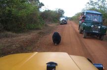 Yala Safari (5 Days, 4 Nights)