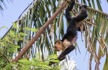 Full-Day Private Nature and Wildlife Tour in Costa Rica 