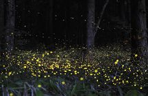 Fireflies Cruise with Batu Cave Visit and Seafood Dinner