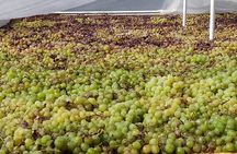 Axarquia VIP Wine Tour with Gourmet Winery Lunch Experience