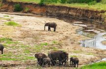 6 Days - Best of Nothern Parks Safari