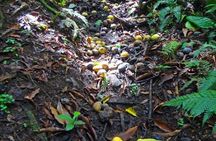 St Kitts Rainforest Tour