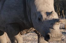 Moremi Day Trip (full day)