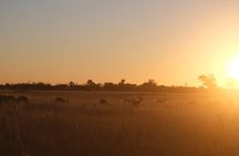 Moremi Day Trip (full day)