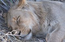Moremi Day Trip (full day)