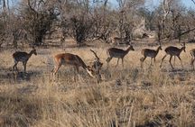 Moremi Day Trip (full day)