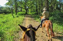 Discover a nature reserve on horseback 