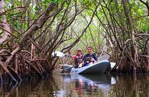 Sunset Tour Mangrove, Dolphins, Manatee #1 Rated in Cocoa Beach