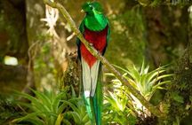 Birdwatching in Monteverde