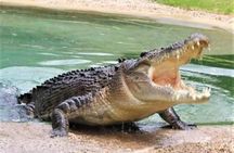 Black River Safari with Transport from Montego Bay