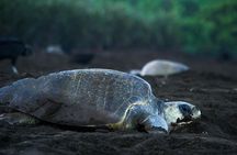Turtle Tour